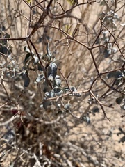 Eriogonum corymbosum nilesii