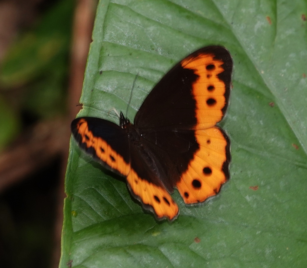 Oxeoschistus pronax