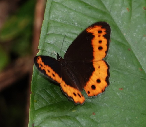 Oxeoschistus pronax