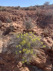 Eriogonum corymbosum nilesii