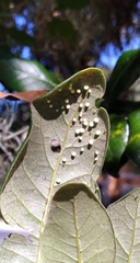 Neuroterus saltatorius texanus