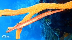 Aulostomus maculatus