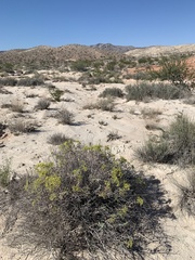 Eriogonum corymbosum nilesii