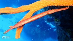 Aulostomus maculatus