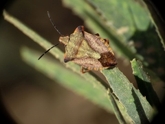 Carpocoris mediterraneus