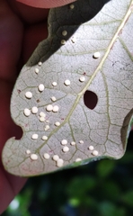 Neuroterus saltatorius texanus