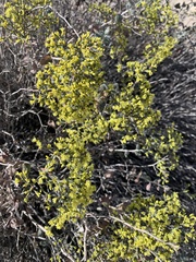 Eriogonum corymbosum nilesii