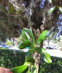 Neuroterus saltatorius texanus