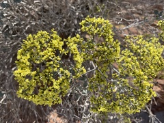 Eriogonum corymbosum nilesii