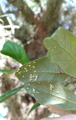 Neuroterus saltatorius texanus