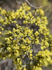 Eriogonum corymbosum nilesii