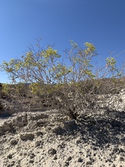 Eriogonum corymbosum nilesii