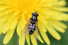Dasysyrphus pinastri