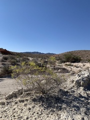 Eriogonum corymbosum nilesii