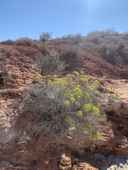 Eriogonum corymbosum nilesii