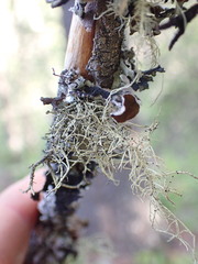 Biatoropsis usnearum