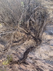 Eriogonum corymbosum nilesii