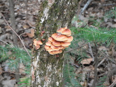 Flammulina velutipes