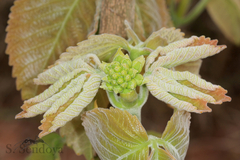 Caryocar brasiliense