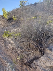 Eriogonum corymbosum nilesii