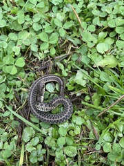 Thamnophis sirtalis sirtalis