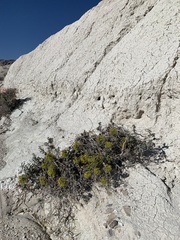 Eriogonum corymbosum nilesii