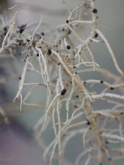 Biatoropsis usnearum