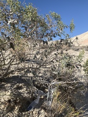 Eriogonum corymbosum nilesii