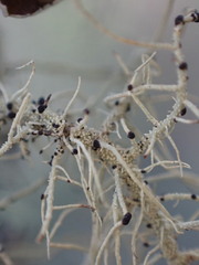 Biatoropsis usnearum