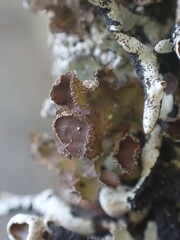 Tuckermanopsis orbata