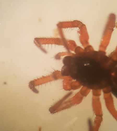 Satilatlas britteni