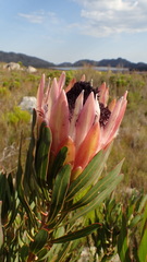 Protea longifolia × repens