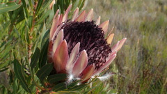 Protea longifolia × repens