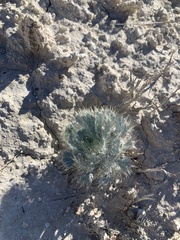 Arctomecon californica