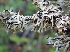 Hypogymnia tubulosa