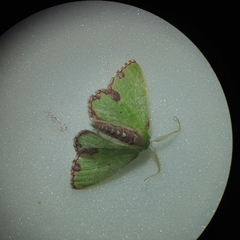 Geometrinae