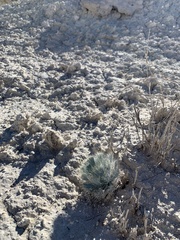 Arctomecon californica