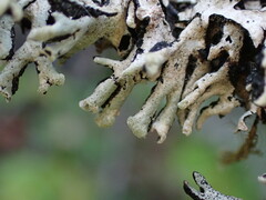Hypogymnia tubulosa