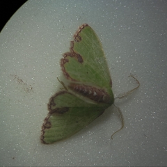 Geometrinae