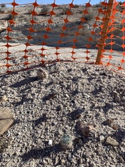 Arctomecon californica