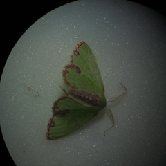 Geometrinae