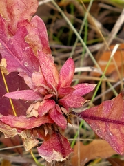Andricus quercusfrondosus