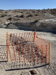 Arctomecon californica