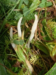 Clavaria acuta