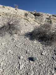 Arctomecon californica