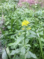 Erysimum cheiranthoides