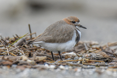 Charadrius falklandicus