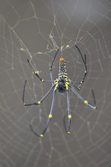Nephila pilipes