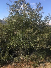 Quercus coccifera