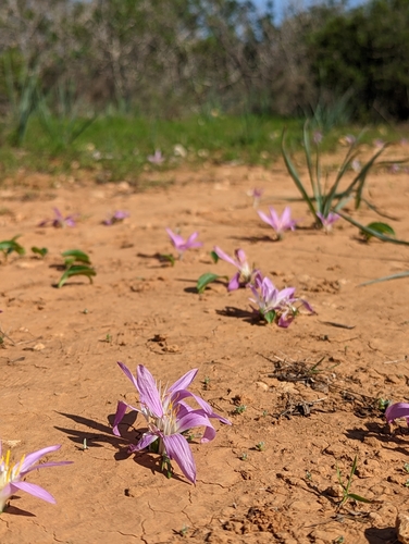 Colchicum filifolium
